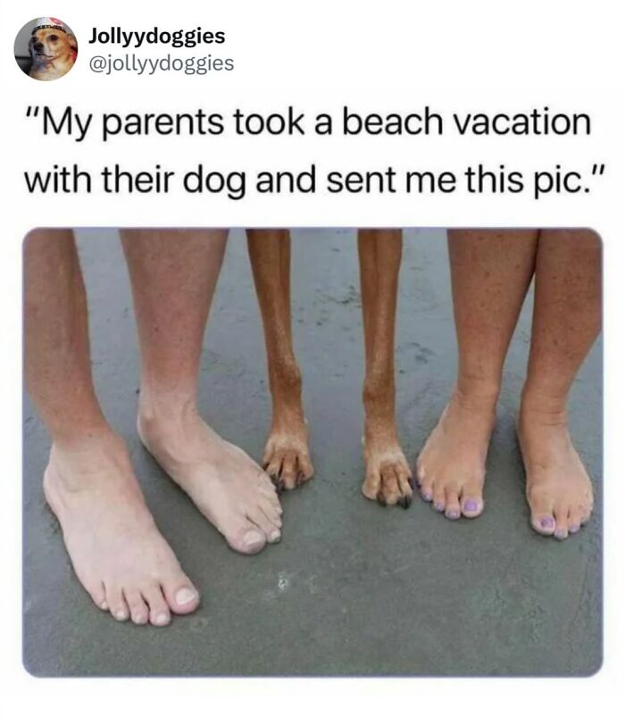 Let's Dive Into 62 Dog Memes That Prove Dogs Are The Ultimate Comedy Stars