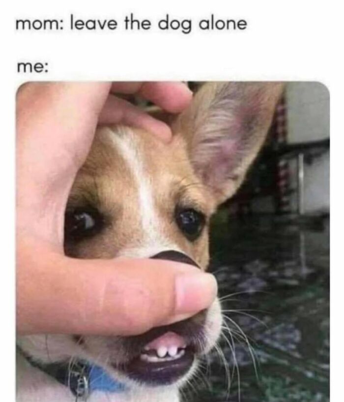 Let's Dive Into 62 Dog Memes That Prove Dogs Are The Ultimate Comedy Stars