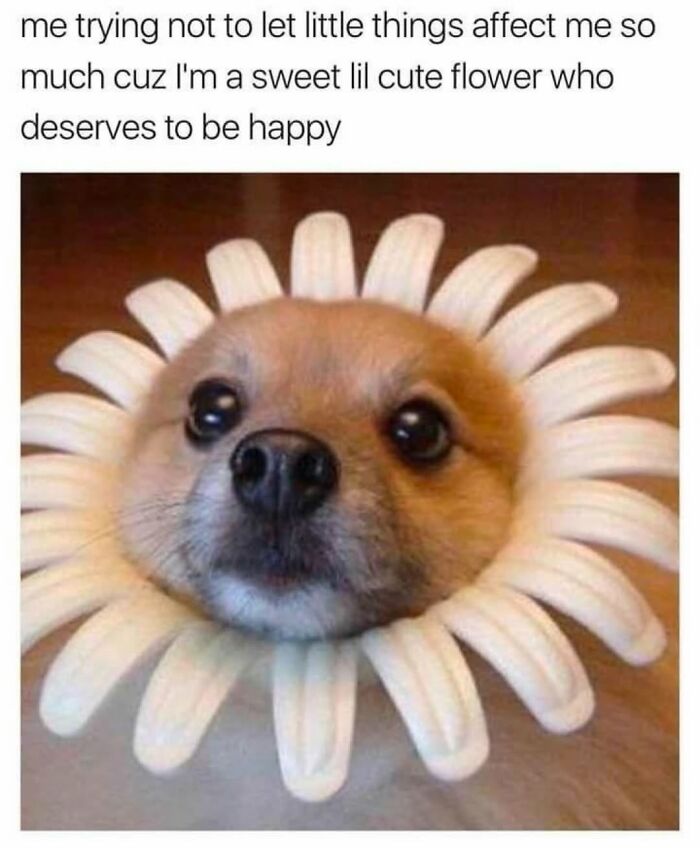 Let's Dive Into 62 Dog Memes That Prove Dogs Are The Ultimate Comedy Stars