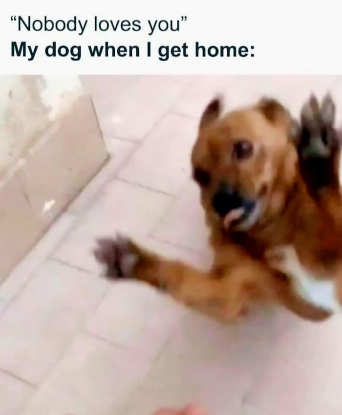 Let's Dive Into 62 Dog Memes That Prove Dogs Are The Ultimate Comedy Stars