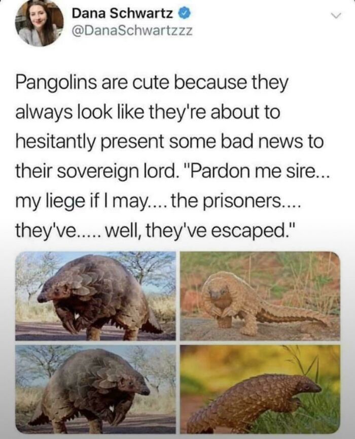 Why Pangolins Are Totally The Cute Champions