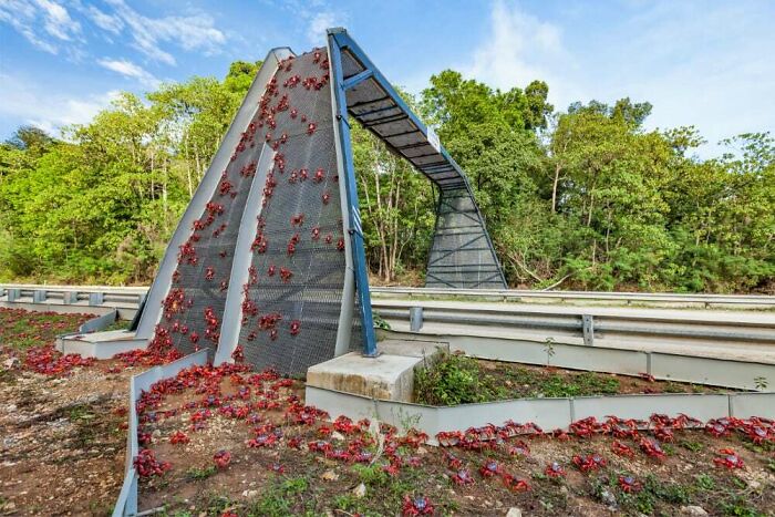 Crab Overpass On Christmas Island: Saving Crabs From Getting Splat!