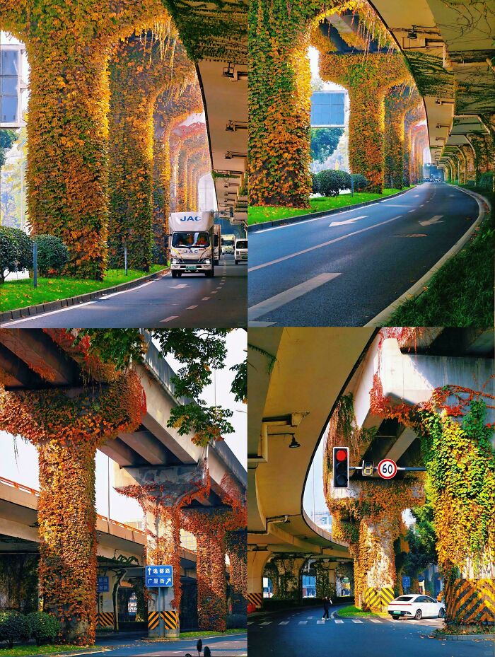 Chengdu’s Overpass, But Make It Green And Fancy