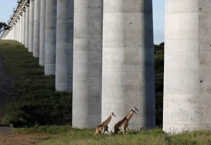 A Railway Bridge Through Nairobi’s National Park, Kenya