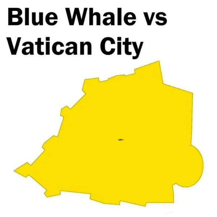 Blue Whale vs. Tiny Vatican City — Size Matters!