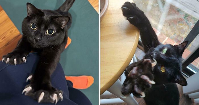 Wait, They Actually Took Photos of Cat Claws? Yes, and They’re Hilariously Cute!