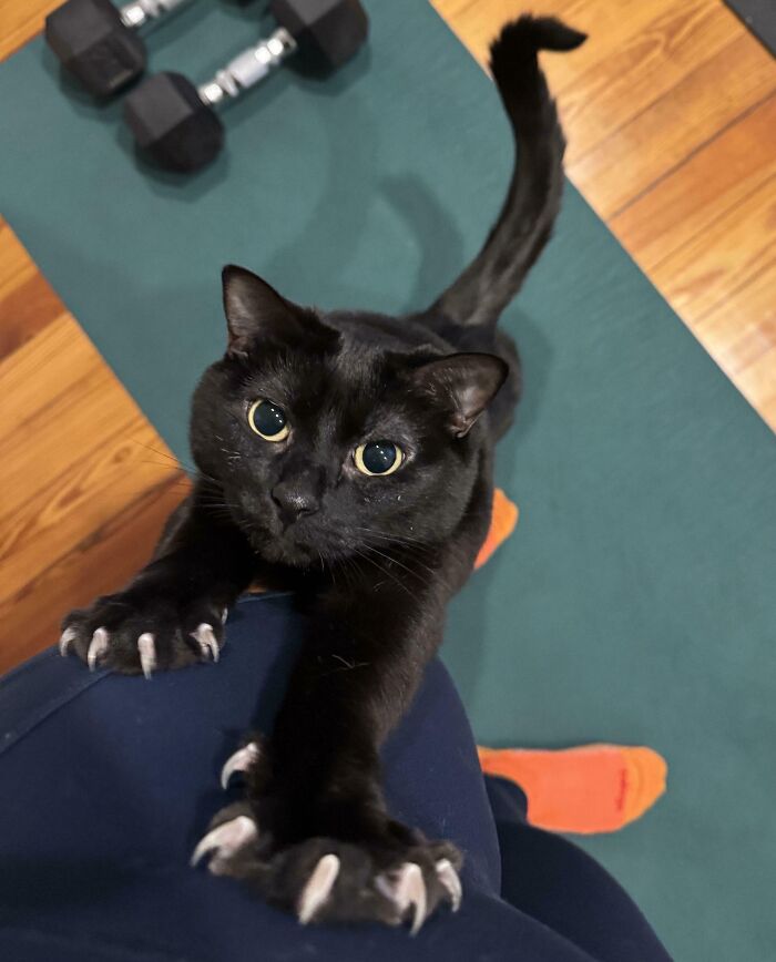 I Was Told My Mysterious Claw Void Belongs Here