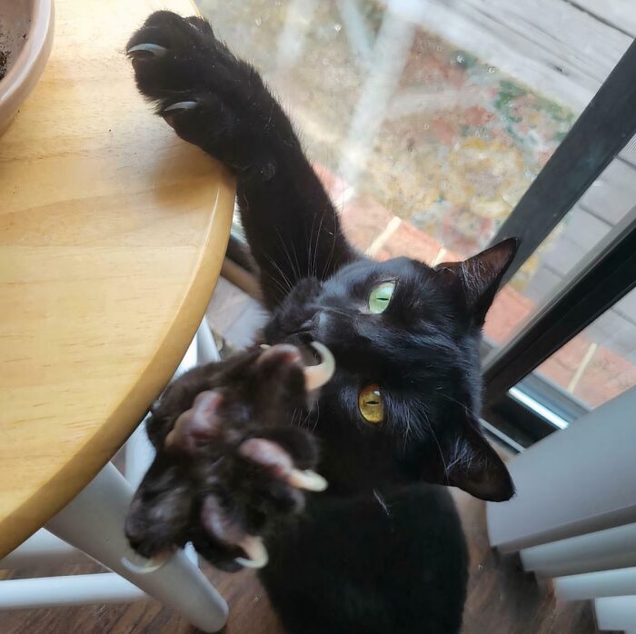 Throwback to My Buddy’s Special Claw Eyes, Miss You!