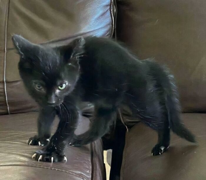 What Did I Do Now? Claws At The Ready