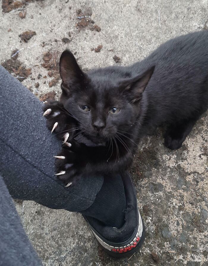 The Most Dangerous Mittens I Ever Saw