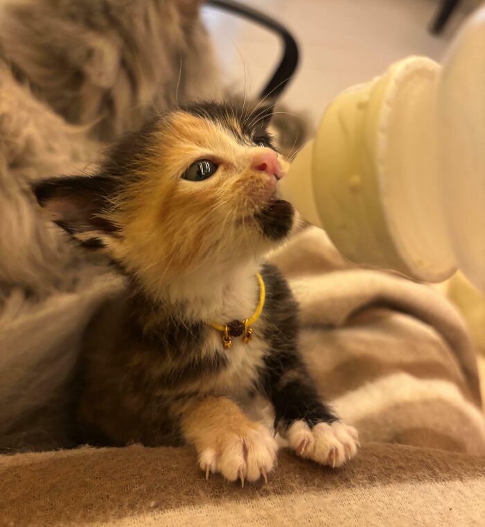 Lily and Her Razor Claws—Cute but Watch Out!