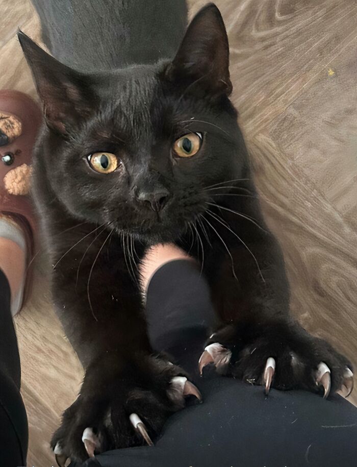 Hand Over The Tuna, Peasant! Claws Included