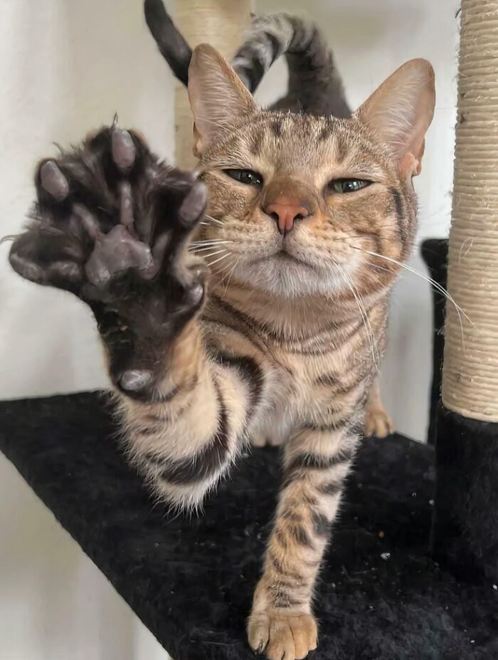 Treat Or Claws? You Decide!