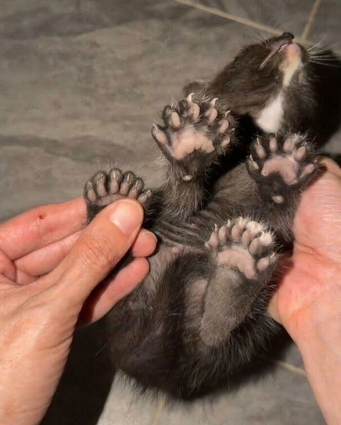Adorable Criminal With Extra Fingers and Claws