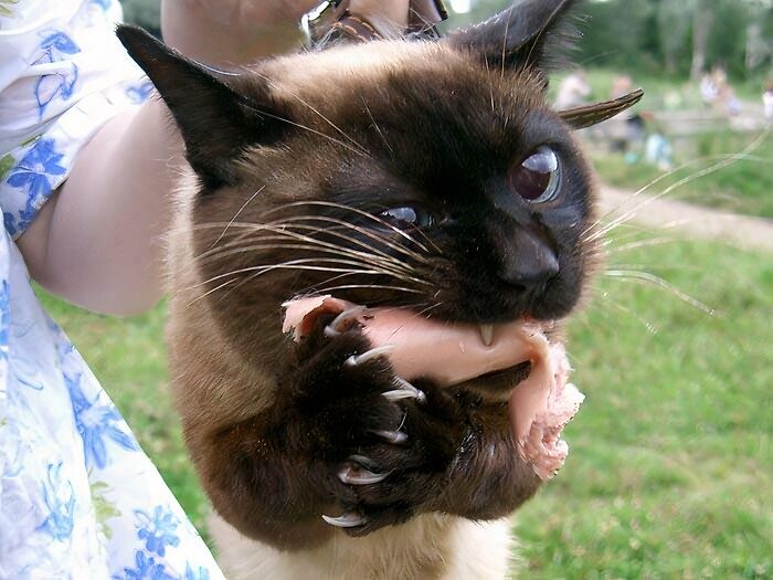 Miiine! Claws Ready For Action