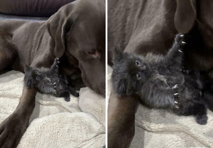 Wait, They Actually Took Photos of Cat Claws? Yes, and They're Hilariously Cute!