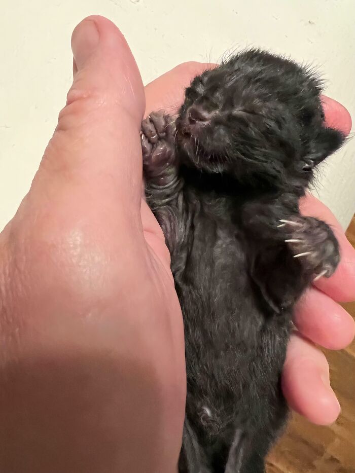 Wait, They Actually Took Photos of Cat Claws? Yes, and They're Hilariously Cute!