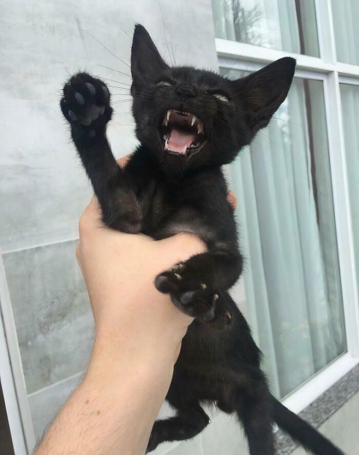 Wait, They Actually Took Photos of Cat Claws? Yes, and They're Hilariously Cute!