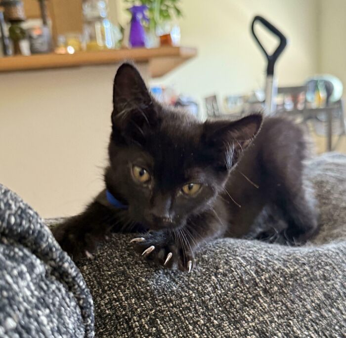 Wait, They Actually Took Photos of Cat Claws? Yes, and They're Hilariously Cute!