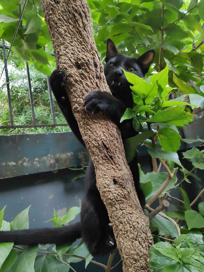 Wait, They Actually Took Photos of Cat Claws? Yes, and They're Hilariously Cute!