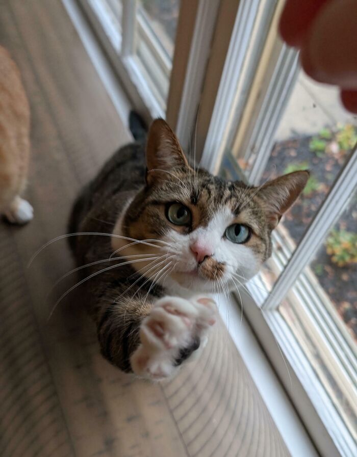Wait, They Actually Took Photos of Cat Claws? Yes, and They're Hilariously Cute!