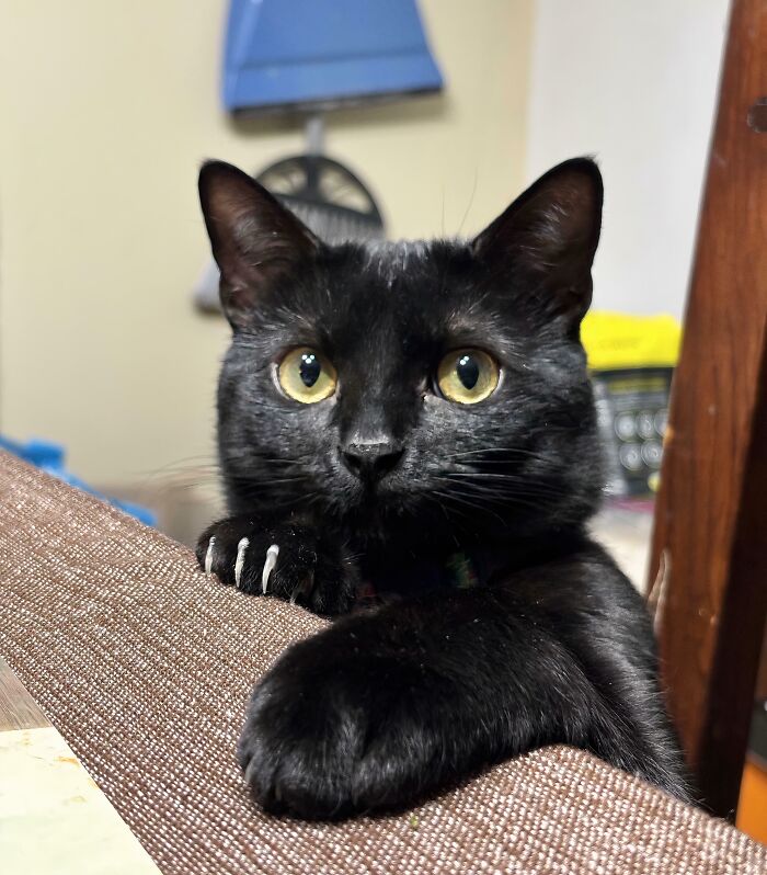 Wait, They Actually Took Photos of Cat Claws? Yes, and They're Hilariously Cute!