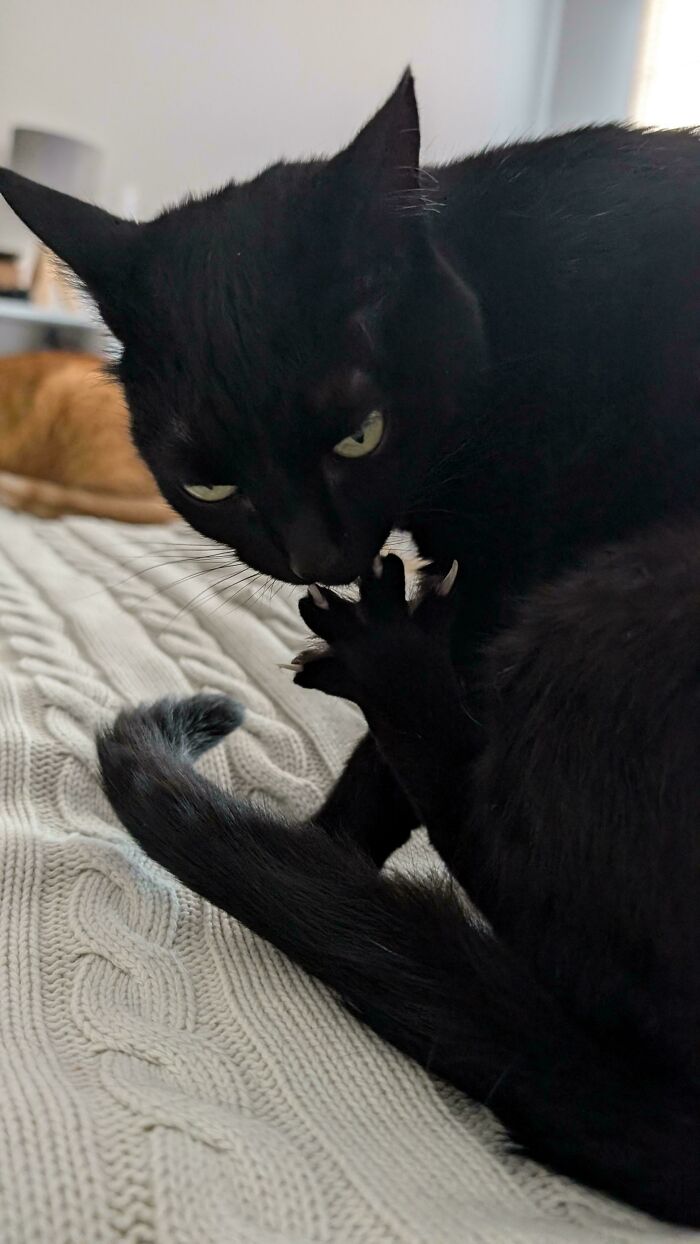 Wait, They Actually Took Photos of Cat Claws? Yes, and They're Hilariously Cute!