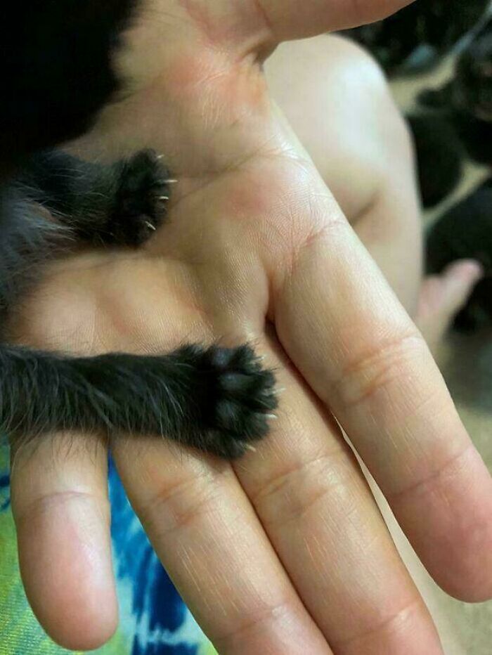 Wait, They Actually Took Photos of Cat Claws? Yes, and They're Hilariously Cute!