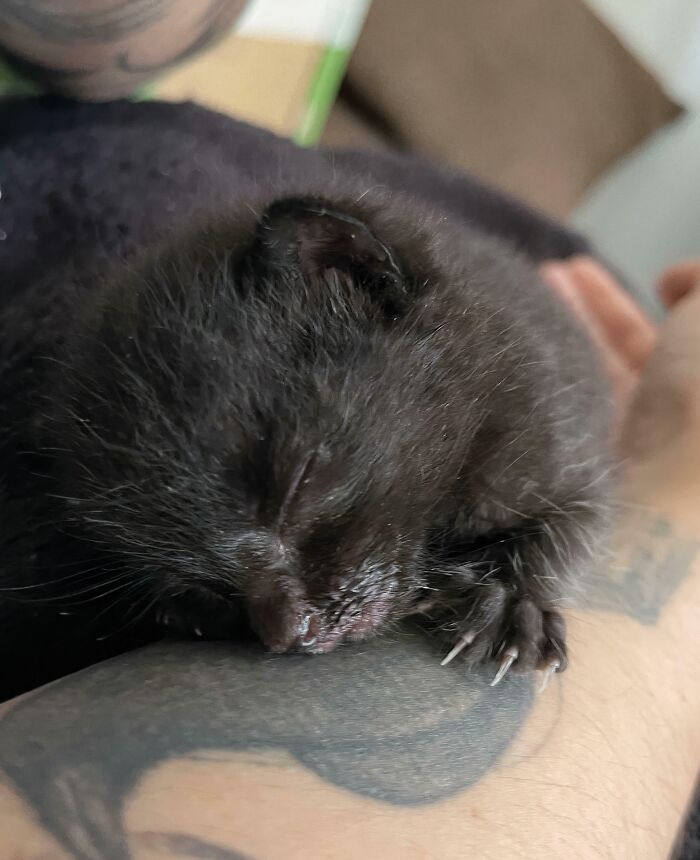 Wait, They Actually Took Photos of Cat Claws? Yes, and They're Hilariously Cute!