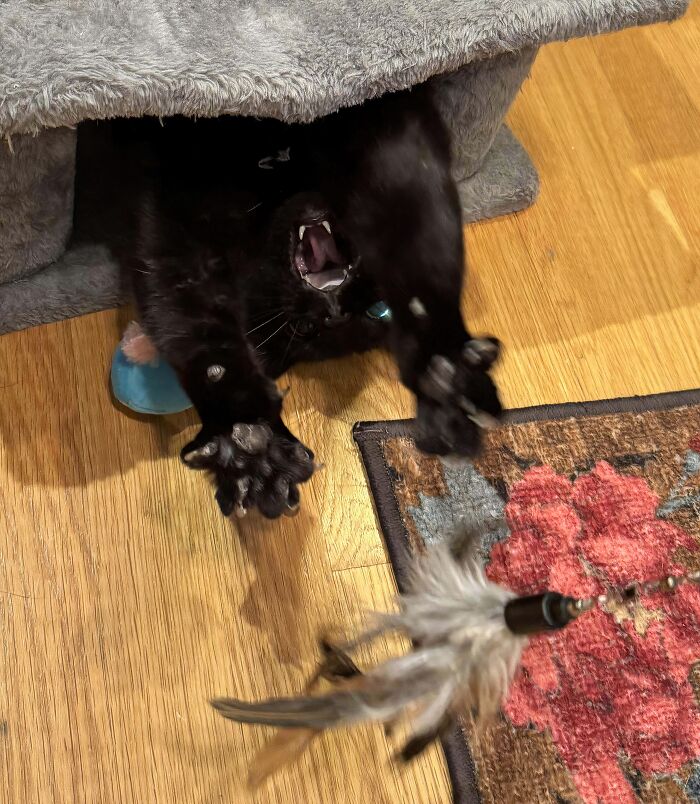 Wait, They Actually Took Photos of Cat Claws? Yes, and They're Hilariously Cute!