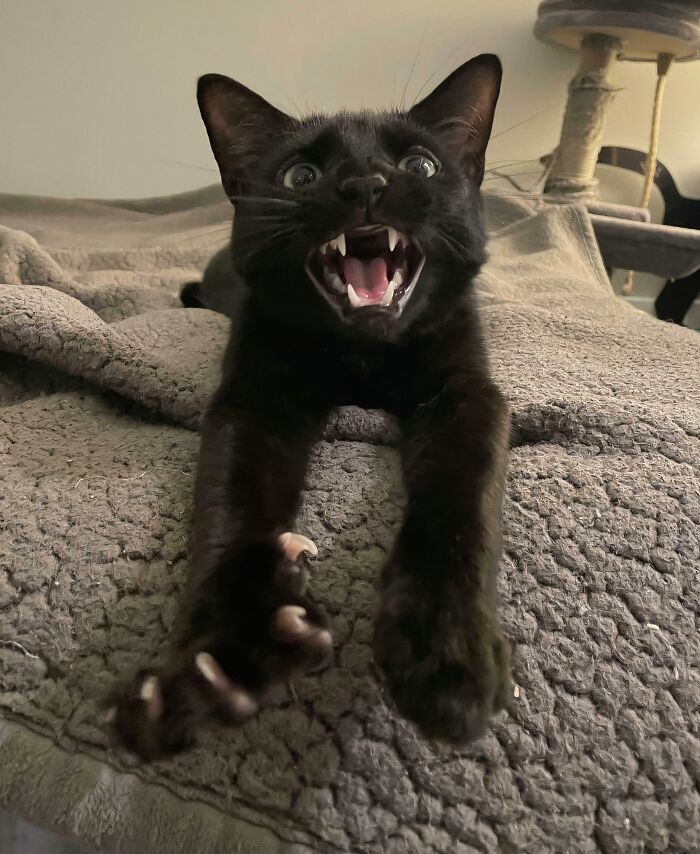 Wait, They Actually Took Photos of Cat Claws? Yes, and They're Hilariously Cute!