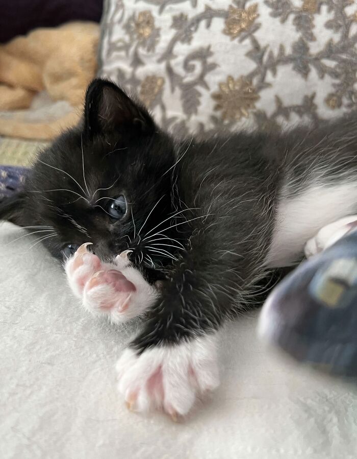 Wait, They Actually Took Photos of Cat Claws? Yes, and They're Hilariously Cute!