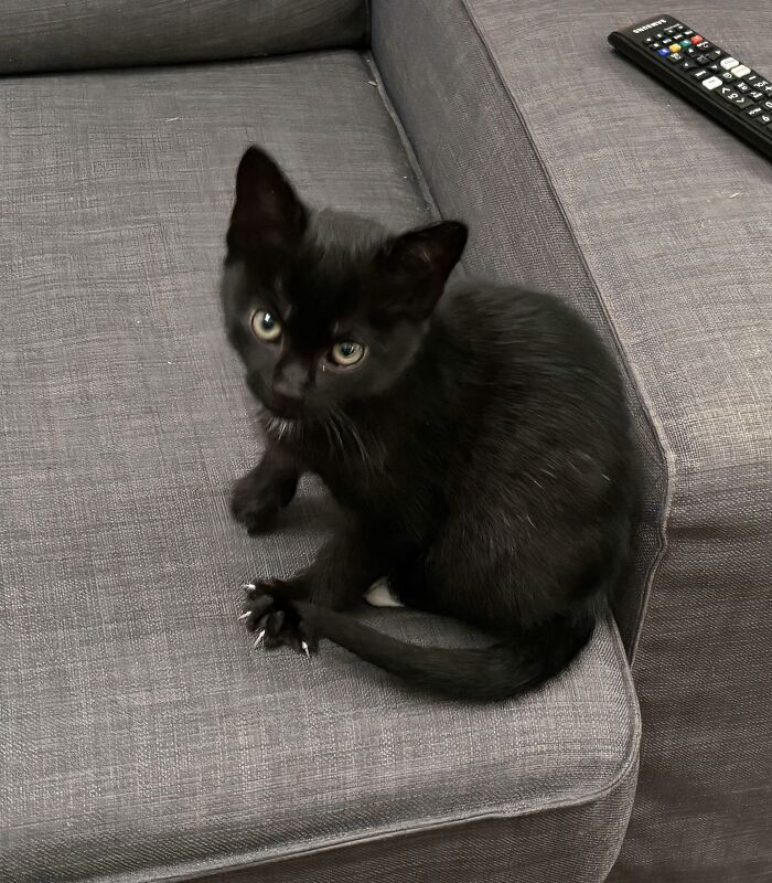 Wait, They Actually Took Photos of Cat Claws? Yes, and They're Hilariously Cute!