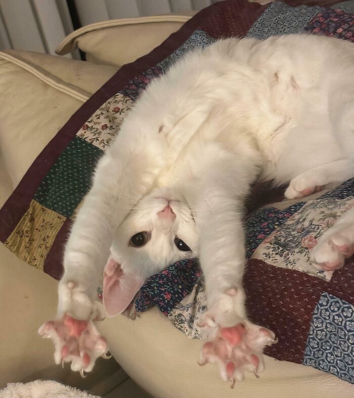 Wait, They Actually Took Photos of Cat Claws? Yes, and They're Hilariously Cute!
