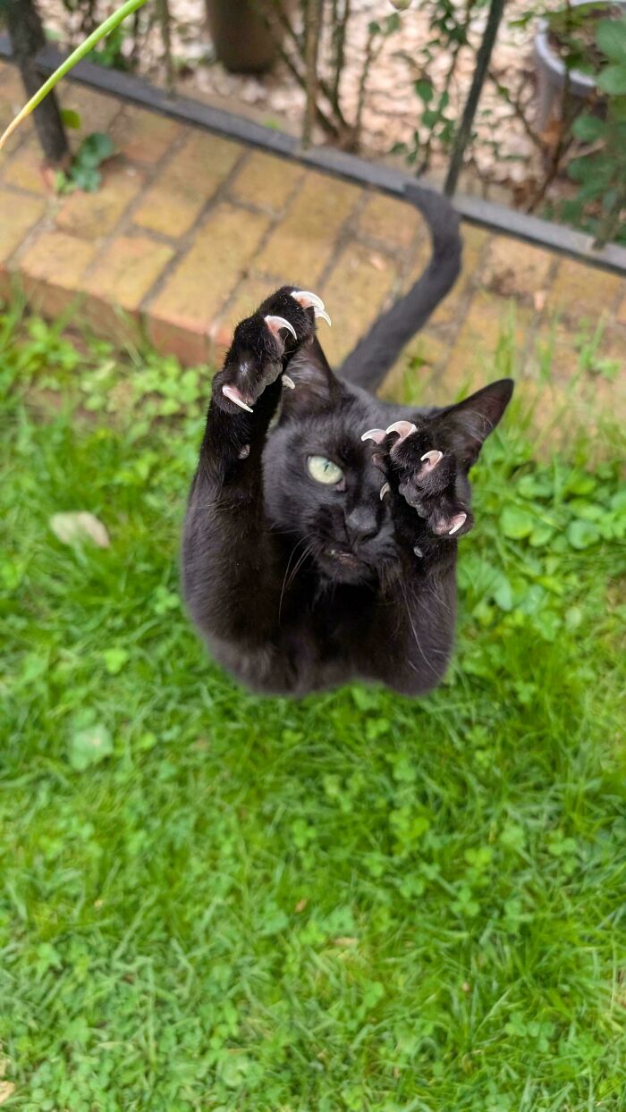 Wait, They Actually Took Photos of Cat Claws? Yes, and They're Hilariously Cute!