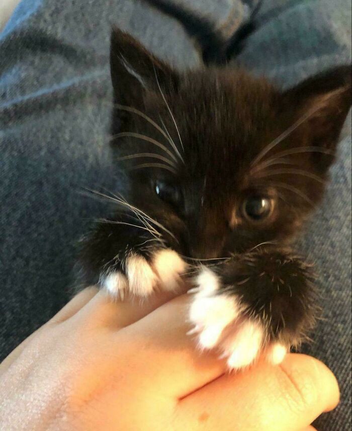 Wait, They Actually Took Photos of Cat Claws? Yes, and They're Hilariously Cute!