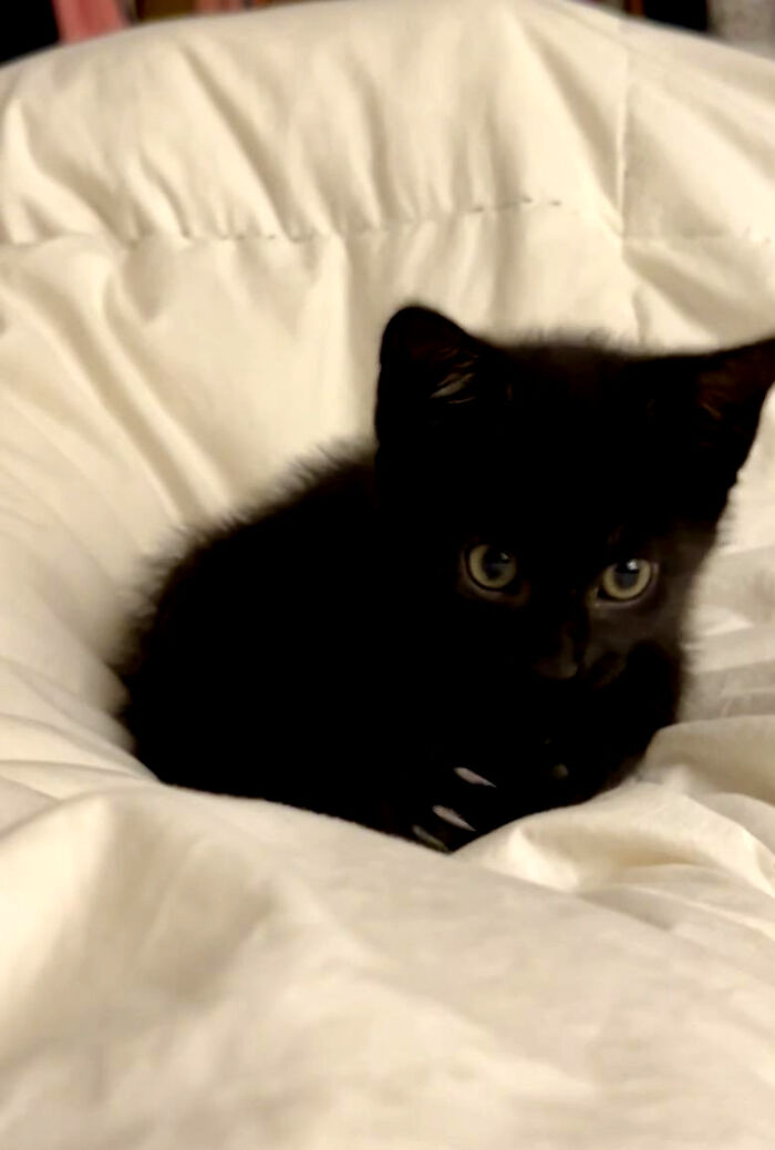 Wait, They Actually Took Photos of Cat Claws? Yes, and They're Hilariously Cute!