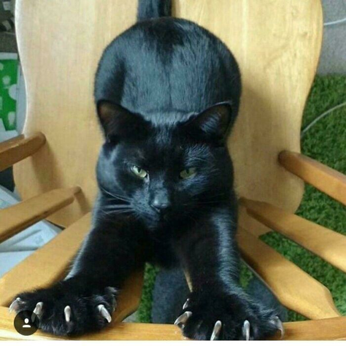 Wait, They Actually Took Photos of Cat Claws? Yes, and They're Hilariously Cute!