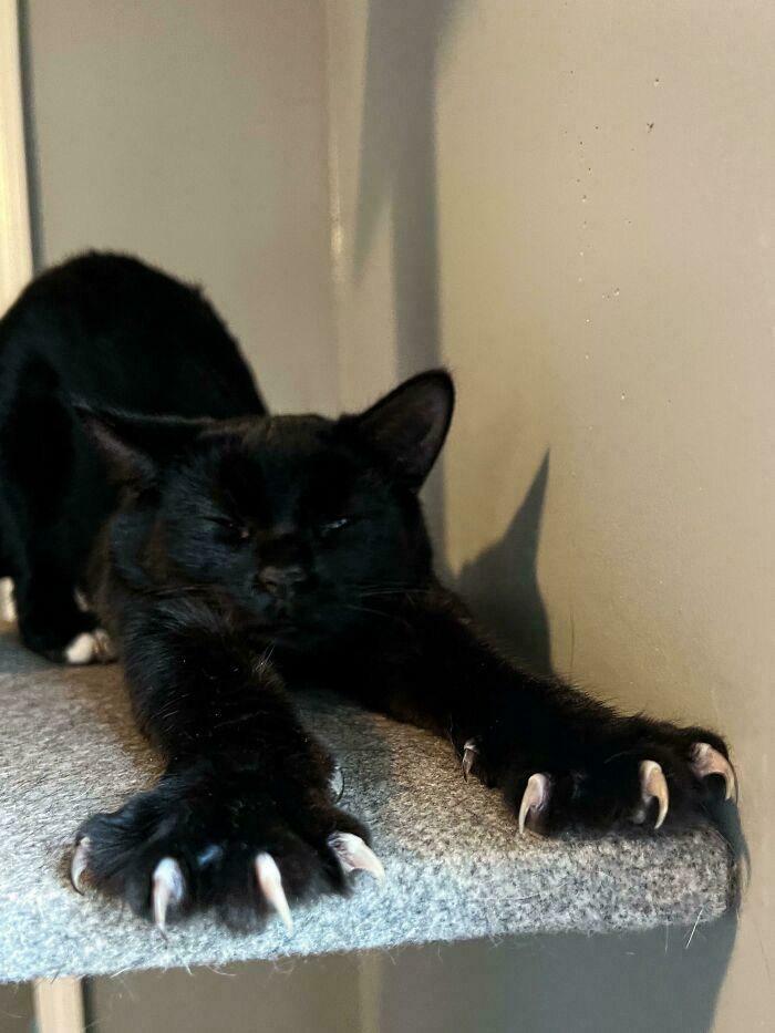 Wait, They Actually Took Photos of Cat Claws? Yes, and They're Hilariously Cute!
