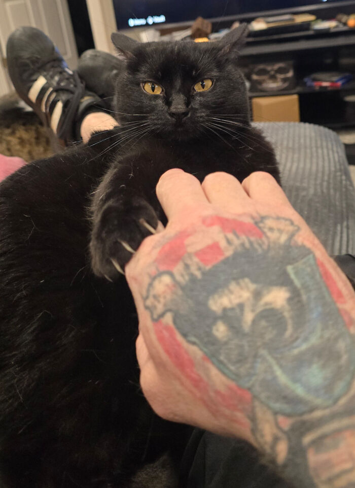 Wait, They Actually Took Photos of Cat Claws? Yes, and They're Hilariously Cute!