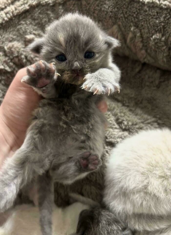 Wait, They Actually Took Photos of Cat Claws? Yes, and They're Hilariously Cute!