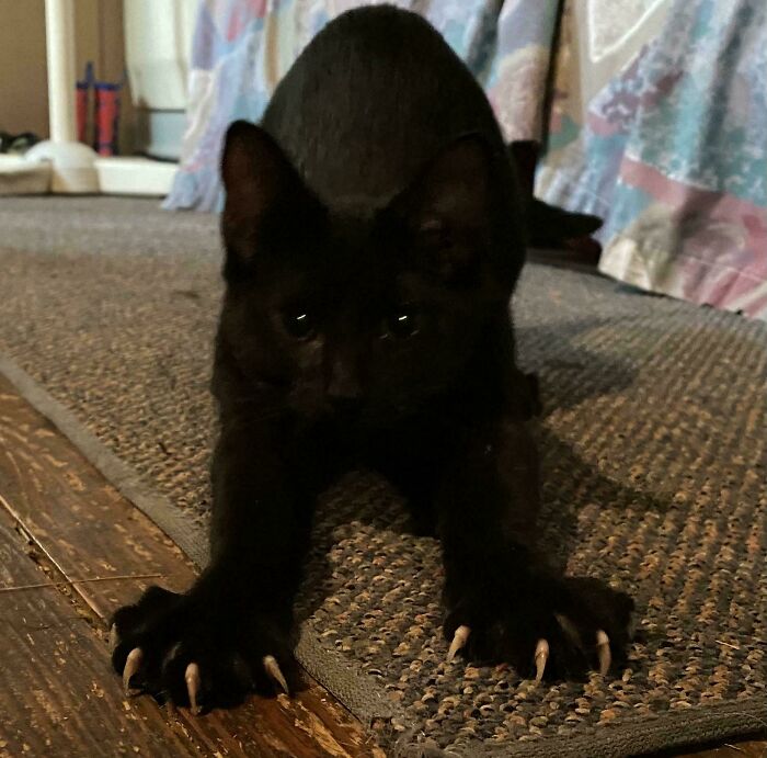 Wait, They Actually Took Photos of Cat Claws? Yes, and They're Hilariously Cute!