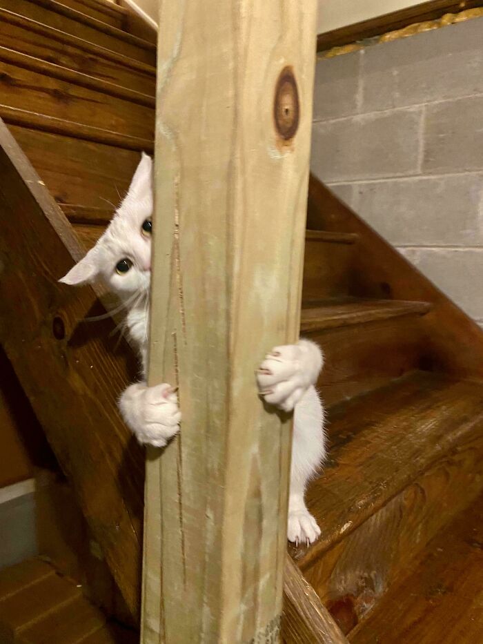 Wait, They Actually Took Photos of Cat Claws? Yes, and They're Hilariously Cute!