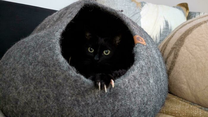 Wait, They Actually Took Photos of Cat Claws? Yes, and They're Hilariously Cute!
