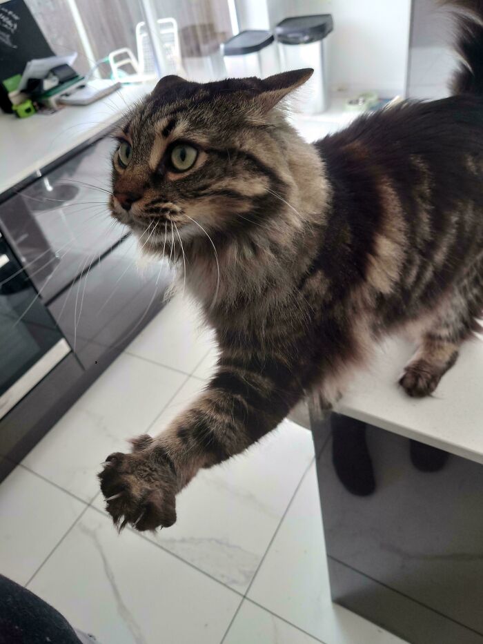 Wait, They Actually Took Photos of Cat Claws? Yes, and They're Hilariously Cute!