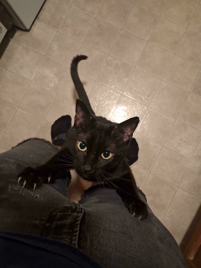 Wait, They Actually Took Photos of Cat Claws? Yes, and They're Hilariously Cute!