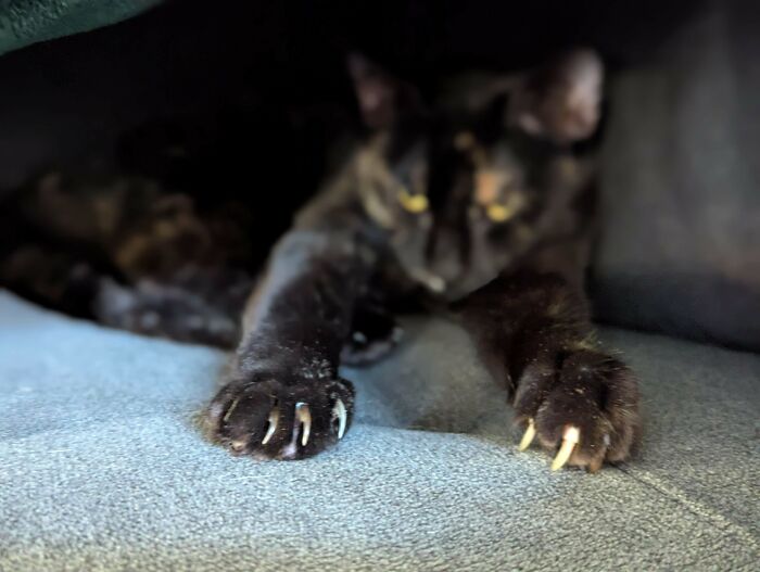Wait, They Actually Took Photos of Cat Claws? Yes, and They're Hilariously Cute!