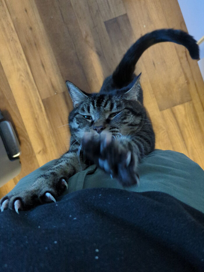Wait, They Actually Took Photos of Cat Claws? Yes, and They're Hilariously Cute!