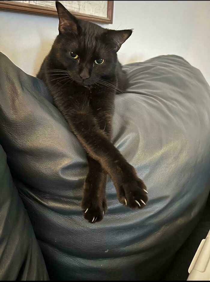 Wait, They Actually Took Photos of Cat Claws? Yes, and They're Hilariously Cute!