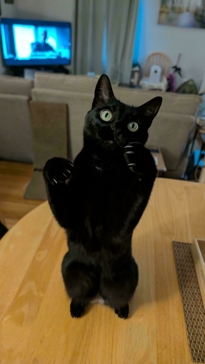 Wait, They Actually Took Photos of Cat Claws? Yes, and They're Hilariously Cute!